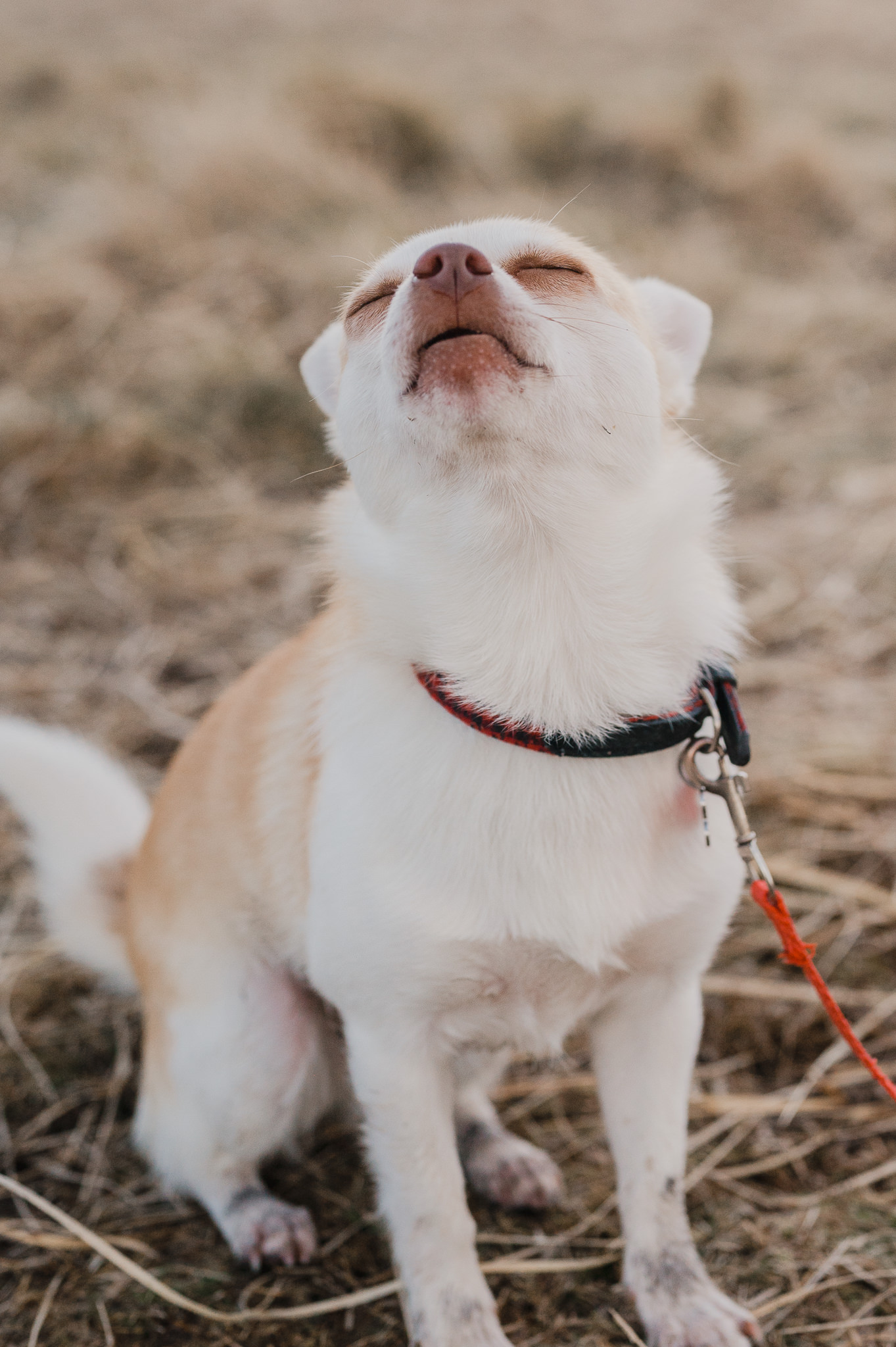 Peach at Bellever Forest