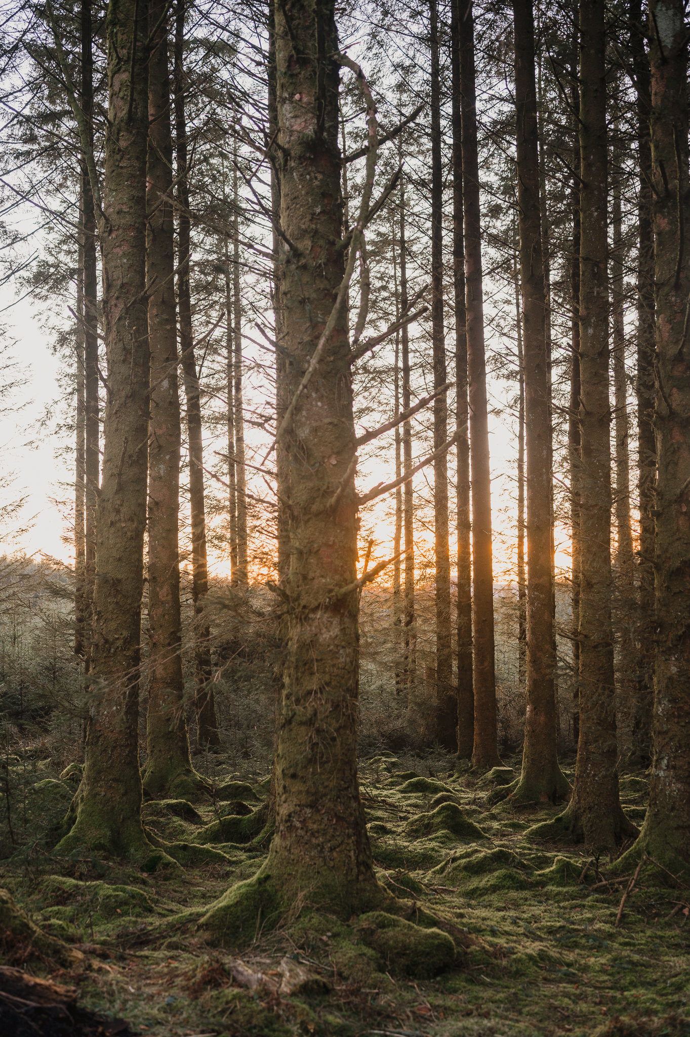 Bellever Forest Sunset Through The Tress