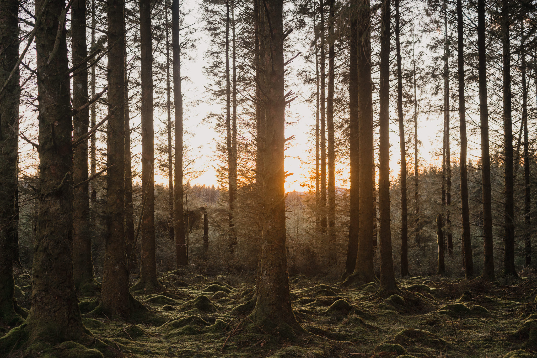 Bellever Forest Sunset Through The Trees