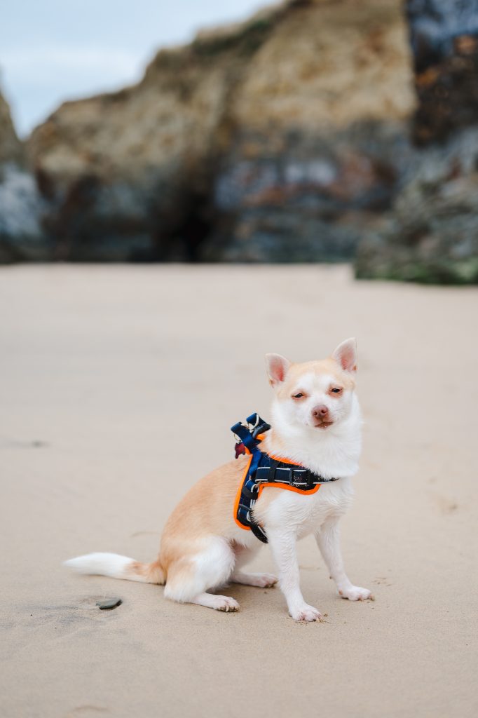Peach the dog sitting on a beach in Cornwall